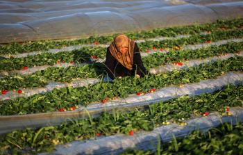 جانب من حصاد الفراولة (الأناضول)