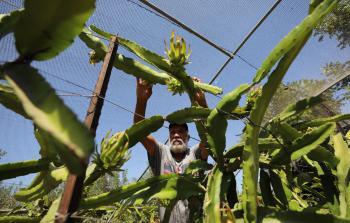 تنتج الأرض المزروعة حاليًّا طنين في العام