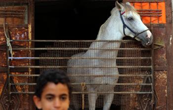طفل فلسطيني يقف امام  منزل حصانه في  مخيم الشاطئ في  ظل  الاوضاع الاقتصادية الصعبة في قطاع غزة (ياسر قديح)