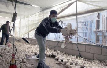 لجنة رقابيو تابعة لوزارة الزراعة تُعدم الآلاف من الصيصان بعد إصابتها بانفلونزا الطيور (أرشيف) 