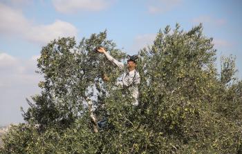 جانب من قطف الزيتون بقريوت (الأناضول)