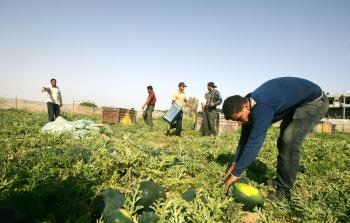 أحد مزارع البطيخ بغزة (أرشيف)