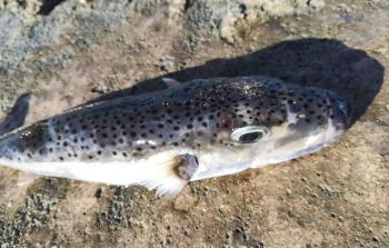 سمك الأرنب (صورة أرشيفية)