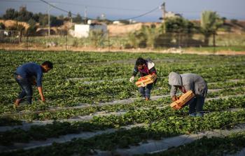 جانب من حصاد الفراولة بغزة (الأناضول)