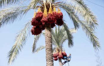 افتتاح موسم جني البلح في قطاع غزة (أ ب أ)