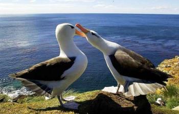 لا تضع طيور القطرس بيوضها عادة كل عام