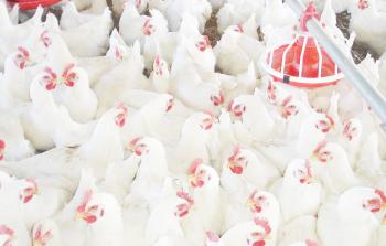 مزرعة دواجن 