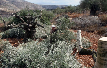 صورة أرشيفية