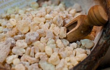 أشجار اللبان تنتج المركبات على أنها حماية ضد الحشرات