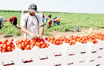 مزارعون يحصدون محصول البندورة
