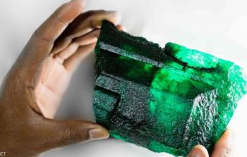 سيعرض للبيع في مزاد بسنغافورة في نوفمبر الحالي