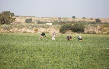 المزارعون على الحدود الشرقية للقطاع 