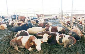 صورة أرشيفية لإحدى مزارع الأبقار 