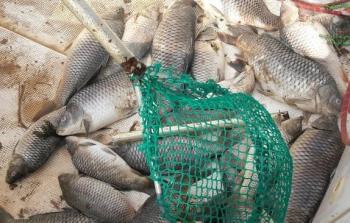 الأسماك النافقة