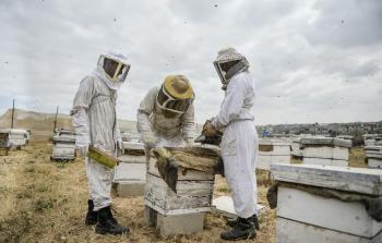 جانب من إنتاج العسل بغزة (الأناضول)