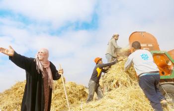 مزارعون يقومون بحصاد القمح (أرشيف)