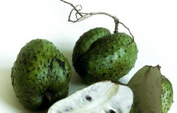 فوائد هذه الشجرة لم يتم التعرف عليها فجأة