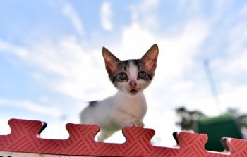 قطة في حديقة مياو التركية (الأناضول)