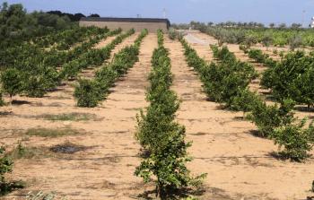 دفيئات زراعية (أرشيف)