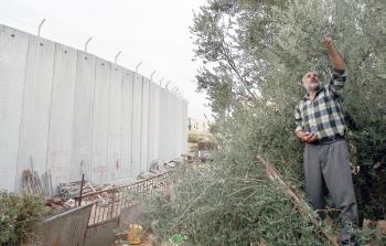 مزارع فلسطيني يقطف الزيتون بالقرب من جدار الفصل العنصري بالضفة الغربية (أرشيف)