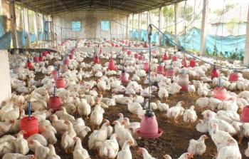 قدر استهلاك قطاع غزة من أجزاء الدجاج المجمد 800 طن شهرياً