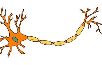 الإسم العلمي: Pain (بيكسابي)