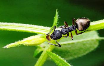 يمكن التخلص منه بطرق طبيعية دون أي أذى لأفراد الأسرة