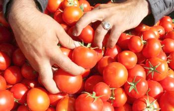 ارتفاع أسعار البندورة في السوق المحلي