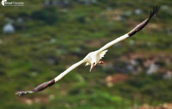 طائر من تصوير عماد دواس