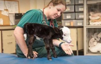 العجل الصغير ليل بيل (فيس بوك)