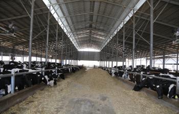 جانب من مزرعة الأبقار التي تزود مصنع 