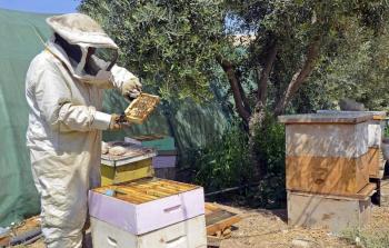  تدير حسان منحل الأحمد الذي أصبح عبارة عن 18 خلية