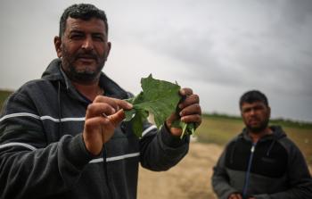 مزارع غزي يستعرض الضرر الذي أصاب مزوعاته جراء المبيدات الإسرائيلية (الأناضول) 