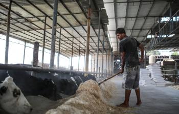 جانب من أحد مزارع الأبقار في غزة (الأناضول)