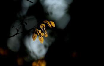 تصوير Sidhartha Bardoloyee