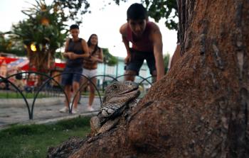 حديقة الإغوانا (الأناضول)