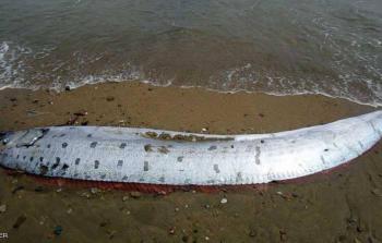 الأسطورة اليابانية تشير إلى حدوث زلزال عند ظهور هذه السمكة