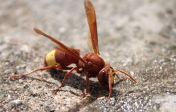 الدبابير باتت تشكل خطرا حقيقيا لمهاجمتها للسكان