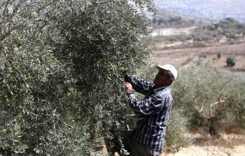 المزارعون الفلسطينيون بالضفة يتعرضون لاعتداءات مستمرة 
