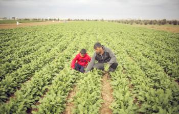 مزارع خلال عمله في أرضه (أرشيف)