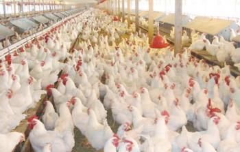 انخفاض أسعار الدواجن بغزة (أرشيف)