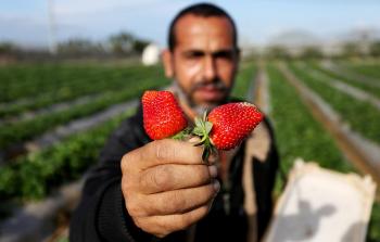 مزارع يحمل في يده حبات من التوت الأرضي (أرشيف)