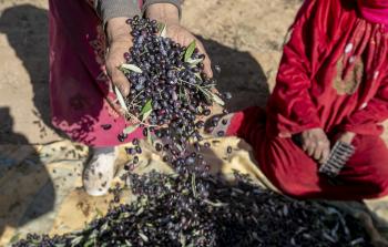 جني الزيتون بتونس