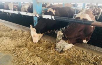 توضيحية (أرشيف)