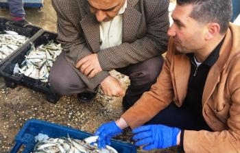 حماية المستهلك خلال جولة تفقدية لحسبة السمك في غزة (أرشيف)