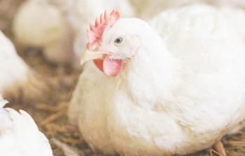 chickenslaughteristock-1440x810.jpg