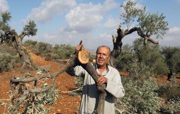 مواطن فلسطيني في الضفة الغربية يعرض أفرع من أشجار الزيتون قطعت على يد المستوطنين (أرشيف)