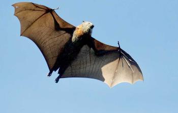 طائر الخفاش