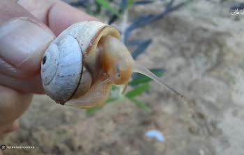 القواقع حيوانات لا فقارية من عائلة الرخويات (تصوير - ربيع أبو نقيرة)