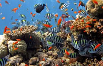 توضيحية (أرشيف)